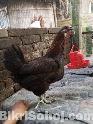 বড় সাইজের ৫ পিস দেশী মুরগি বিক্রি হবে